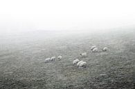 Schapen in de mist met sneeuw van Herman van Ommen thumbnail