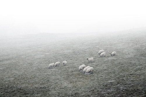 Schapen in de mist met sneeuw