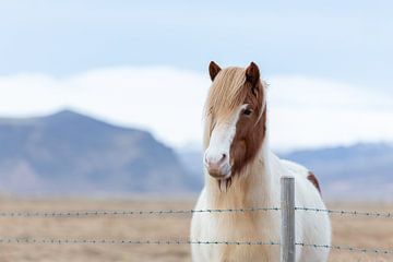IJsland pony van PeetMagneet
