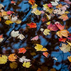 Der Herbst malt sich selbst von Gerhard Nel