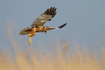 Marsh Harrier by Menno Schaefer