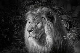 The old sad lion by Frank Heinz