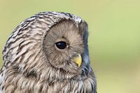 Steinkauz, Porträt, ruhend