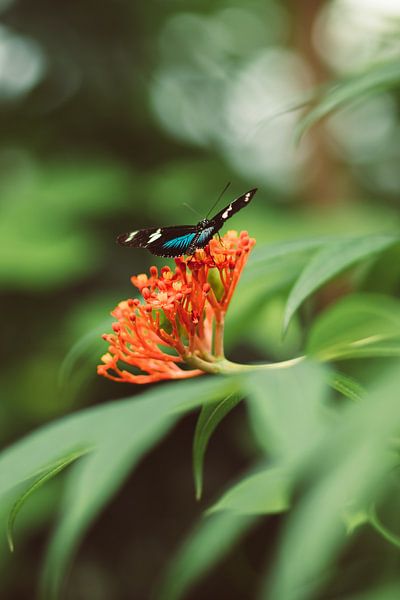 Papillon sur une fleur par Veri Gutte