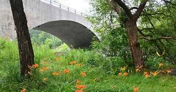Blumen im Park im Sommer von Claude Laprise