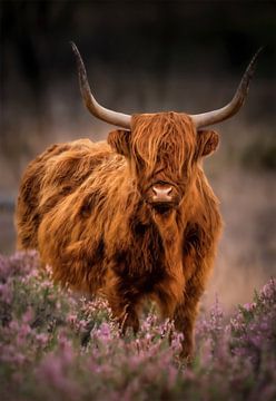 Tough Scottish highlander in moorland