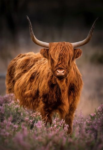 Un highlander écossais dans la lande