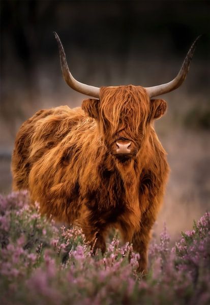 Stoere schotse hooglander in heideveld van Marjolein van Middelkoop