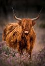 Stoere schotse hooglander in heideveld van Marjolein van Middelkoop thumbnail