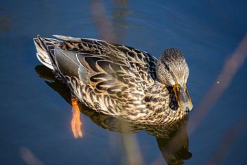 Canard nageant dans l'eau (femelle) sur Maxwell Pels