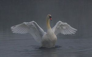 Cygne sur Anne Koop