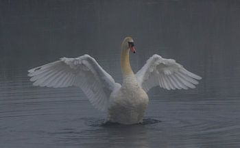 Cygne