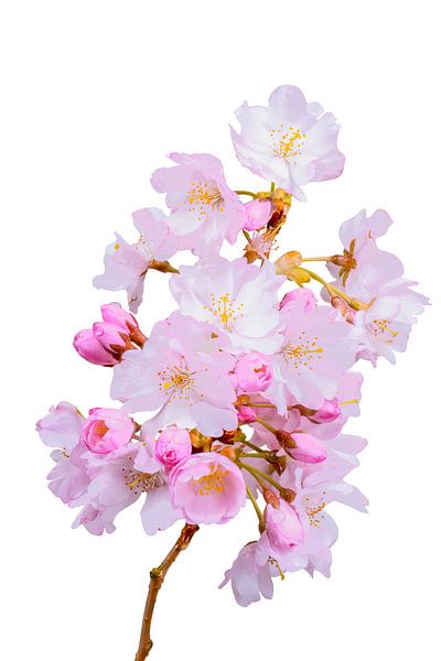 Rosa Kirschblüten auf weißem Hintergrund von ManfredFotos