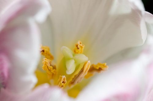 In het hart van een tulp