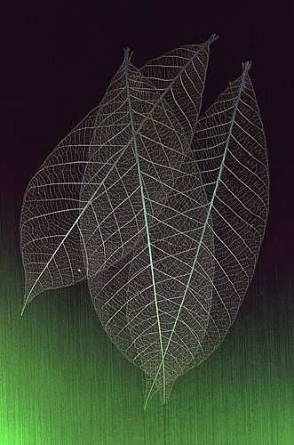 Abstracte foto met skelet blad. Awarded . Skeleton leaves .