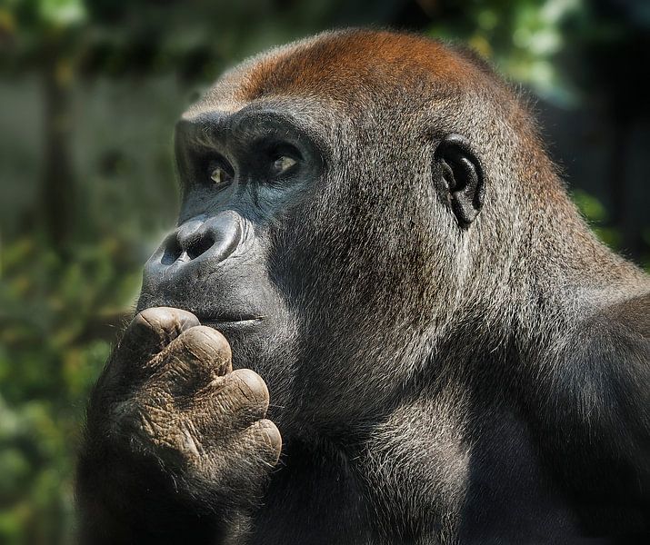 Gorilla : Ouwehands Dierenpark von Loek Lobel