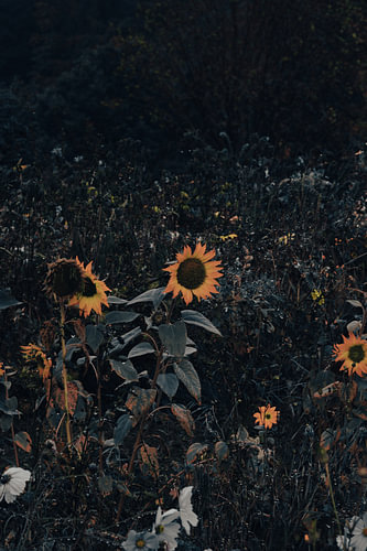 A field of sunflowers on a cool autumn day in the Sauerland