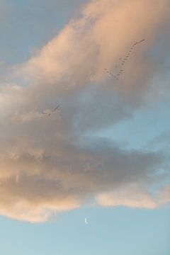 Magischer Sonnenaufgang mit Mond und Vögeln. von Joke van Veen