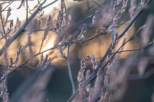 der Frühling erwacht