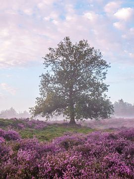 arbre de bruyère