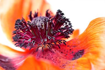 Eruption of colours... (II) (flower, poppy, spring, orange) by Bob Daalder