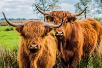 Highlanders