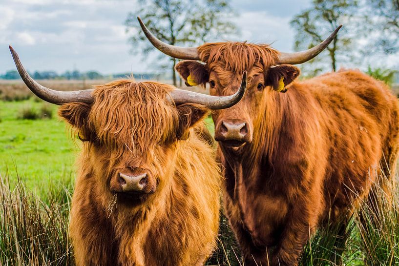 Highlanders von Michel Leertouwer