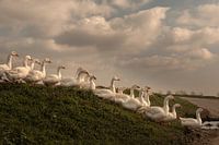 Gänse