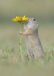 Eichhörnchen riecht Blume von Dick van Duijn