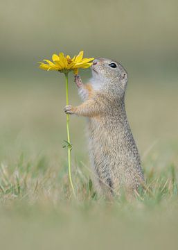 Eekhoorn ruikt aan bloem van Dick van Duijn
