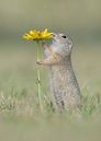 Eekhoorn ruikt aan bloem van Dick van Duijn thumbnail
