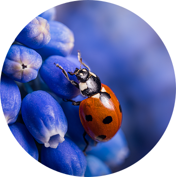 Eyecatcher: Blauw druifje krijgt bezoek van een Lieveheersbeestje van Marjolijn van den Berg