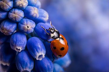Blauw druifje krijgt bezoek van een Lieveheersbeestje van Marjolijn van den Berg