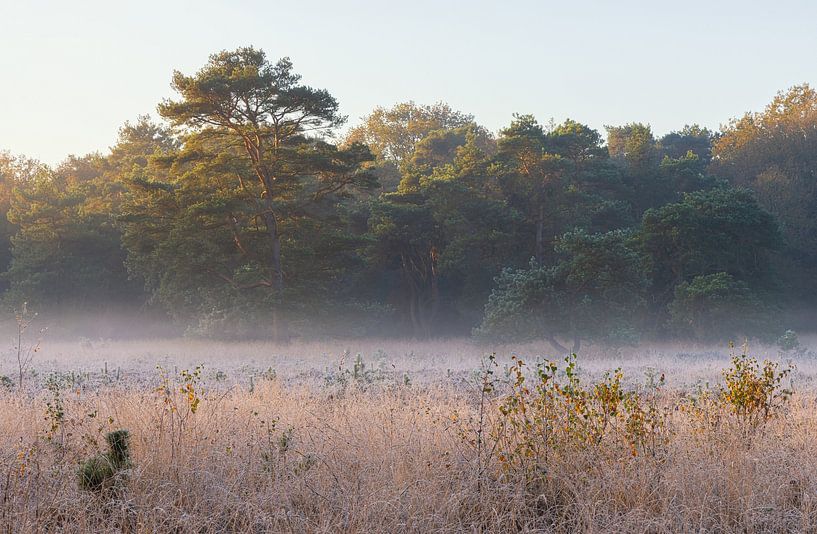 Sunrise Dwingelderveld - The Netherlands (Drenthe) by Marcel Kerdijk