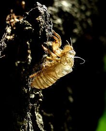 Een cigale heeft haar pop zojuist verlaten by Kees Martijn Nix