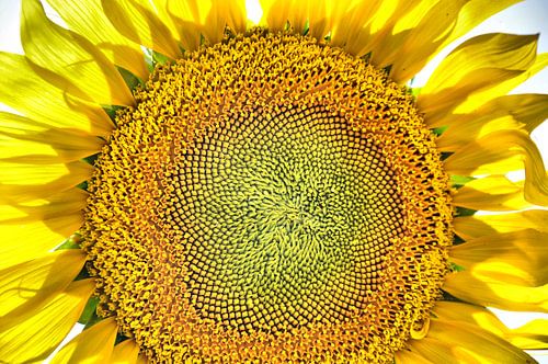 de Zonnebloem