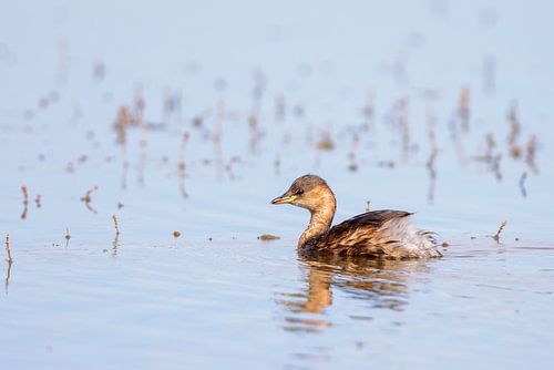 Dwergfuut (Tachybaptus ruficollis)