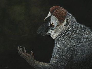 Rotstirnmaki, Eulemur rufifrons