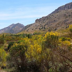 Bezembloesem in de bergen van Andalusië, Spanje van Ines Porada