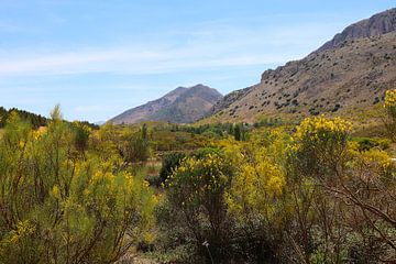 Ginsterblüte in den Bergen von Andalusien, Antequera, Spanien von Ines Porada