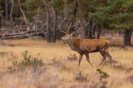 Red deer on the Hoge Veluwe, Netherlands