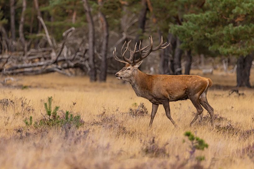 Red deer on the Hoge Veluwe, Netherlands by Gert Hilbink