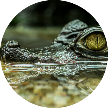 Krokodillen: Ik heb een oogje op jou... van Rob Smit