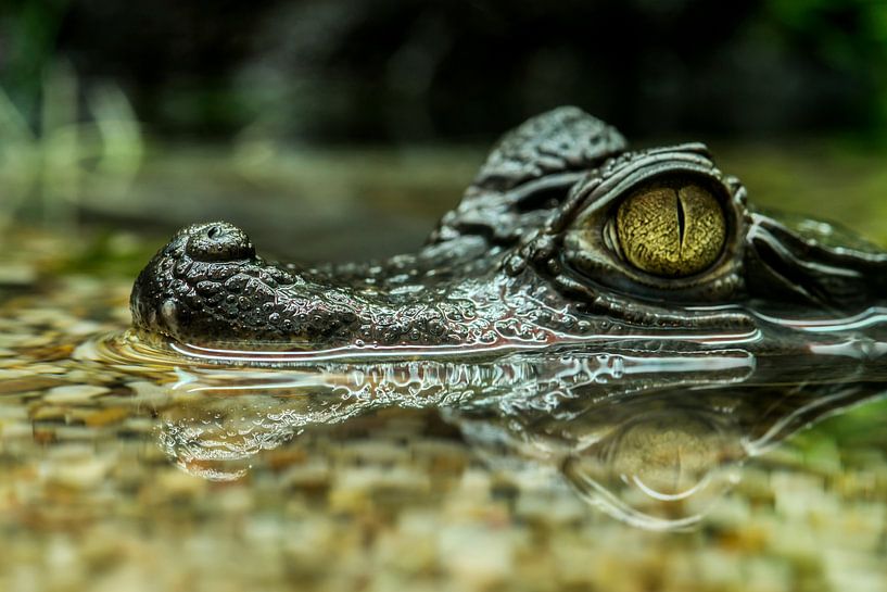 Crocodiles: I have my eye on you?. von Rob Smit