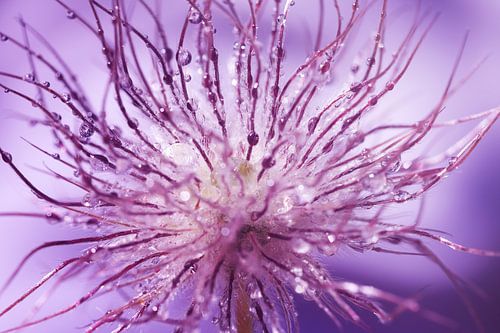 Sparkling after the rain...