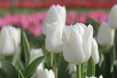 Detail foto witte tulp met dauw druppels