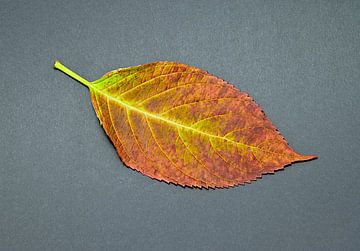 Autumn leaves in perfection