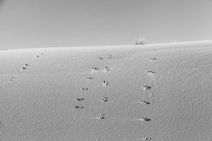 Spuren im Sand
