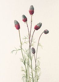 Purple Prairie Clover From North American Wildflowers (1925) By Mary Vaux Walcott sur Pictufy