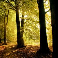 Trees